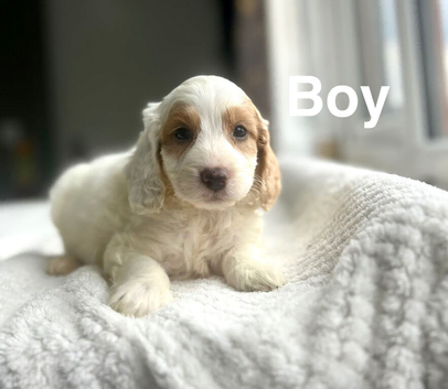 Layla adorable cockapoo now ready to leave