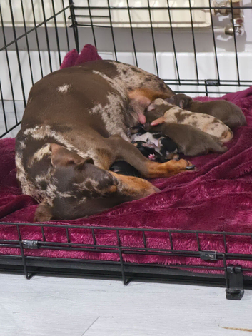 Daschund puppies for sale