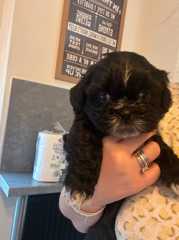 Shih tzu