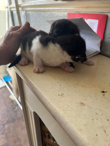 Kitten for sale