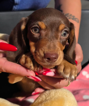 M&eacute;dium sized short legged Dachshund puppies