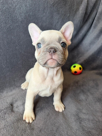KC Registered French Bulldog Boys Ready Now
