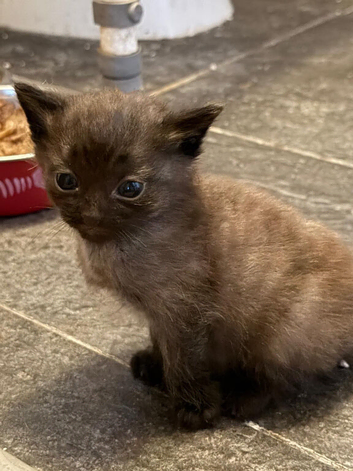 Blacky brown boy kitten
