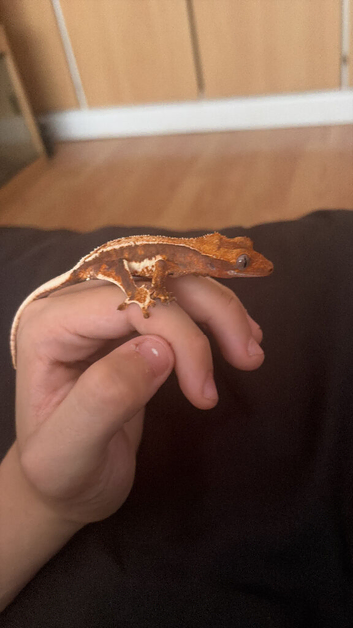 Lily white crested gecko