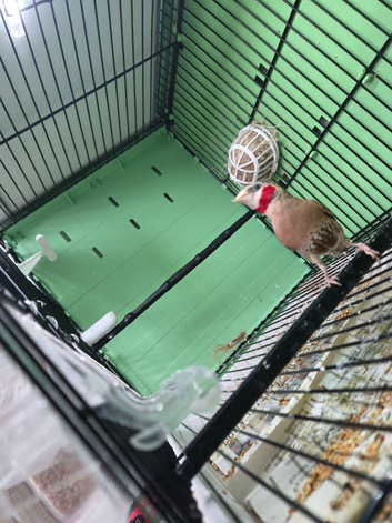 2 male cutthroat finches
