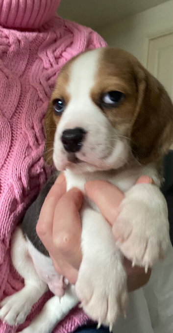 KC Reg Multi Champ Pure Bred Beagles