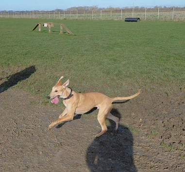 14 month old Lurcher