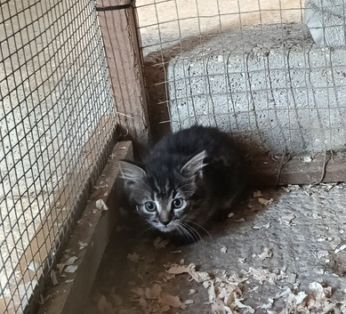 Kittens