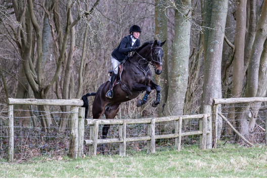 SES Major Flash | 16.1hh | Black Mare | 2015 | Zangersheide &times; TB