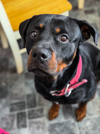 Gatsby - 4 Year Old Rottweiler