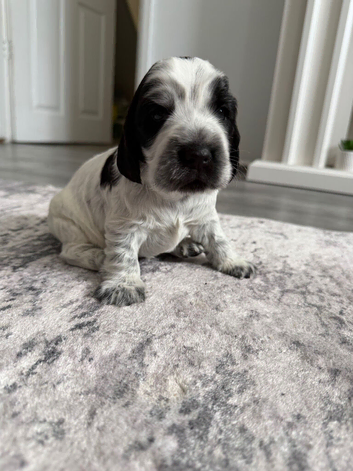 Cocker/show cocker spaniel