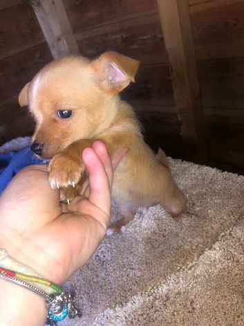 Jack russell