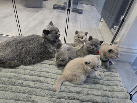 Pedigree British Shorthair kittens