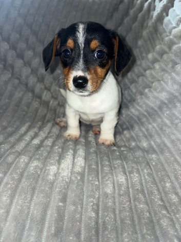 Black and white jack russle puppy's