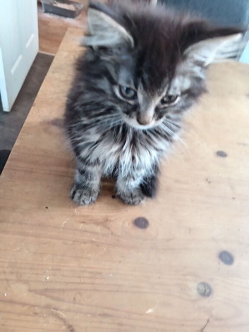BLH Black grey and white male kitten for sale