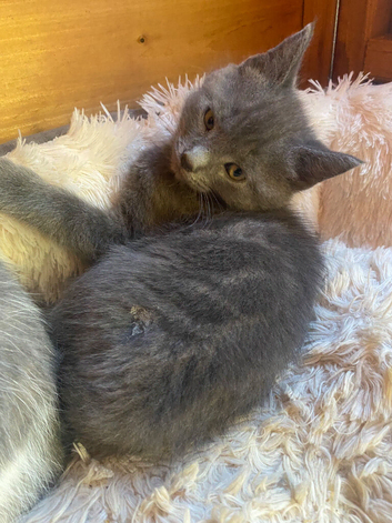 Farm reared kittens (ANGLESEY)