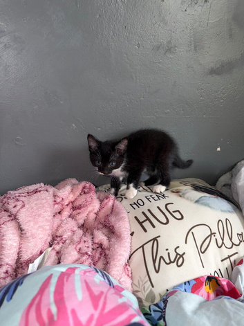 Kitten for sale