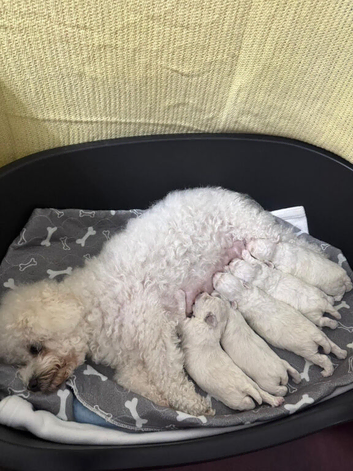 KC Bichon Frise Puppies Champion Bloodlines