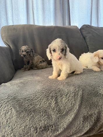 10 beautiful cockapoo puppies