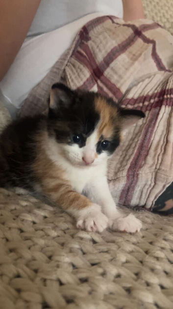 kittens for sale