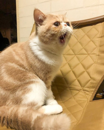 1 Year Old Exotic Shorthair Male