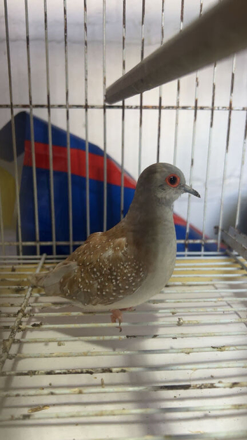 Diamond doves x3