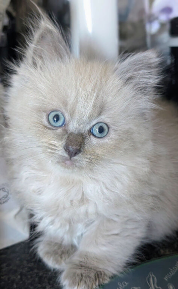 Gorgeous Blue Mink Point Boy