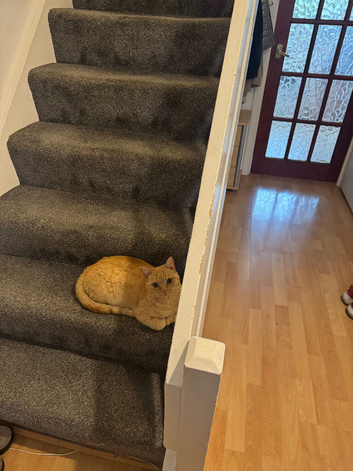 Little star looking for a happy home ️