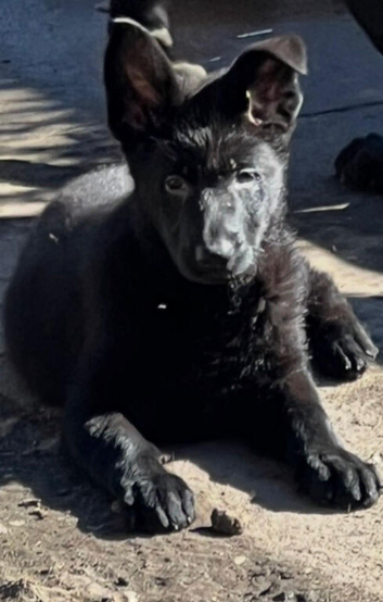KC Registered Female Puppy Champion Blood line.