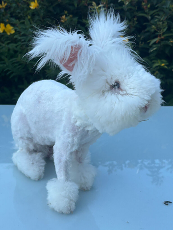 Angora bew buck bunny