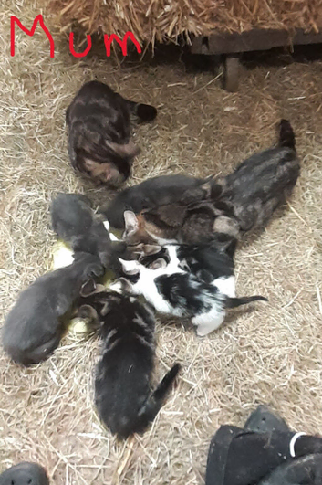 Tabby, Tabby with white and blue kittens