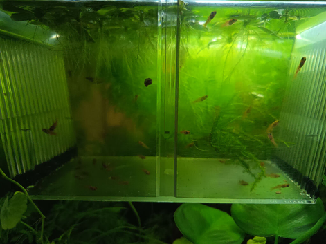 39 swordtail fry