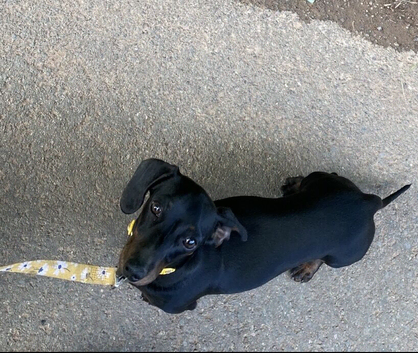 Miniature Dachshund Female Short Haired Puppy