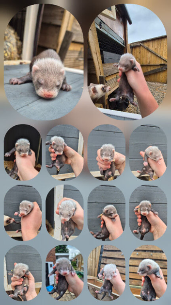 Polecat for sale