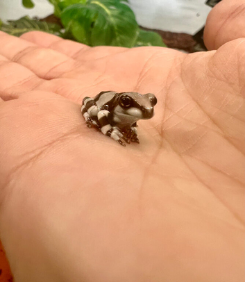 Baby milk frogs ready now