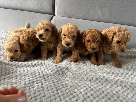 F1B Poochoon cross Toy poodle