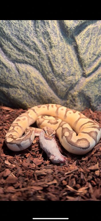 Firefly Enchi BP