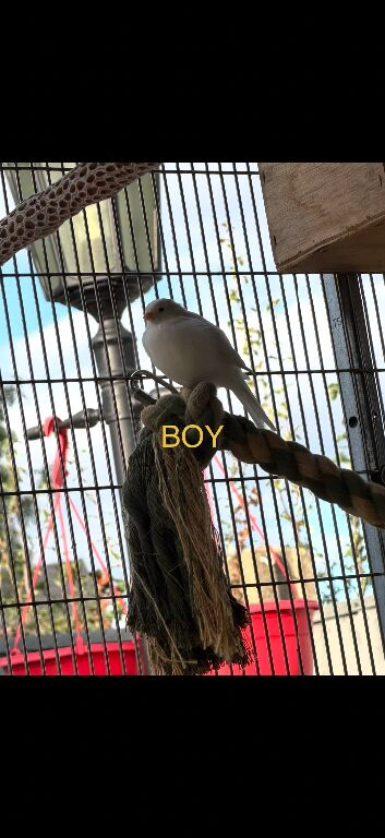 6 canaries