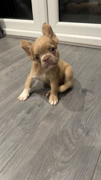 French bulldog puppies