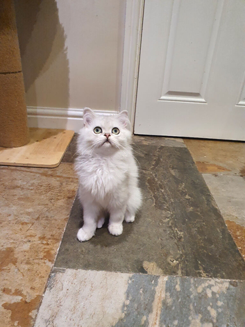 Beautiful Pedigree Chinchilla Persian Kitten