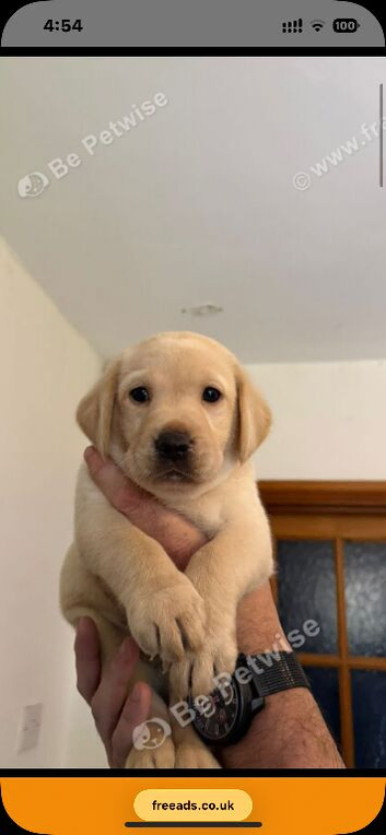 Last male golden Labrador , ready to leave