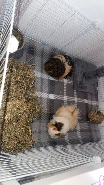 2male guni pigs with cage