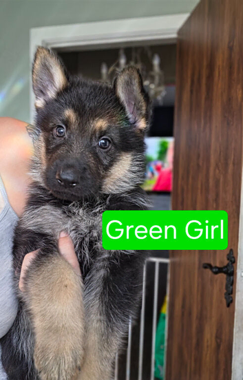 German Shepherd puppies
