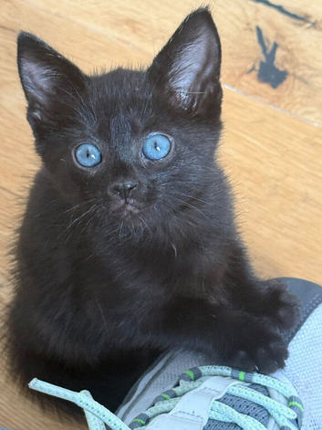 Blue eye black with stripes Ojo Azules girls