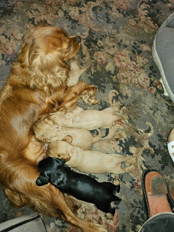 For sale