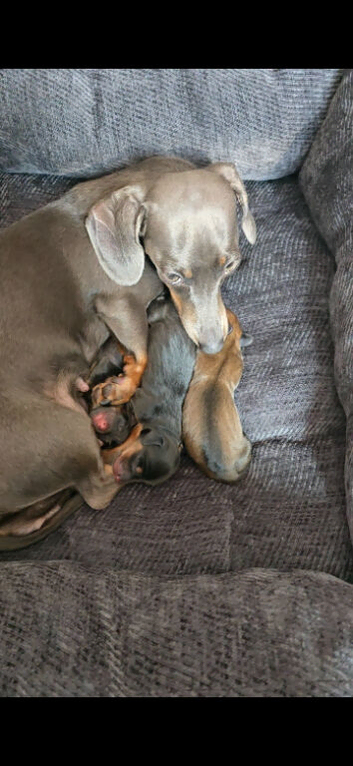 Minature dachshunds