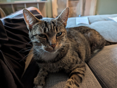 Sweet & Affectionate Tabby Muffin looking for a Loving Forever Home