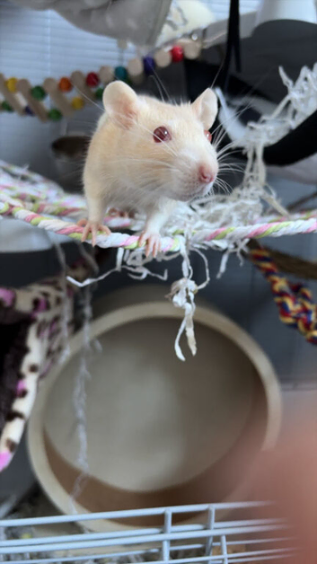 2 young female rats & large cage.
