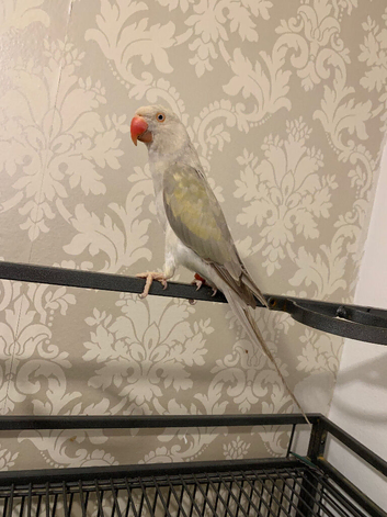 Untamed breeding female