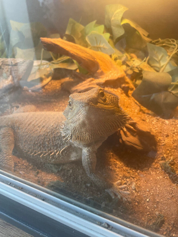 Female bearded dragon